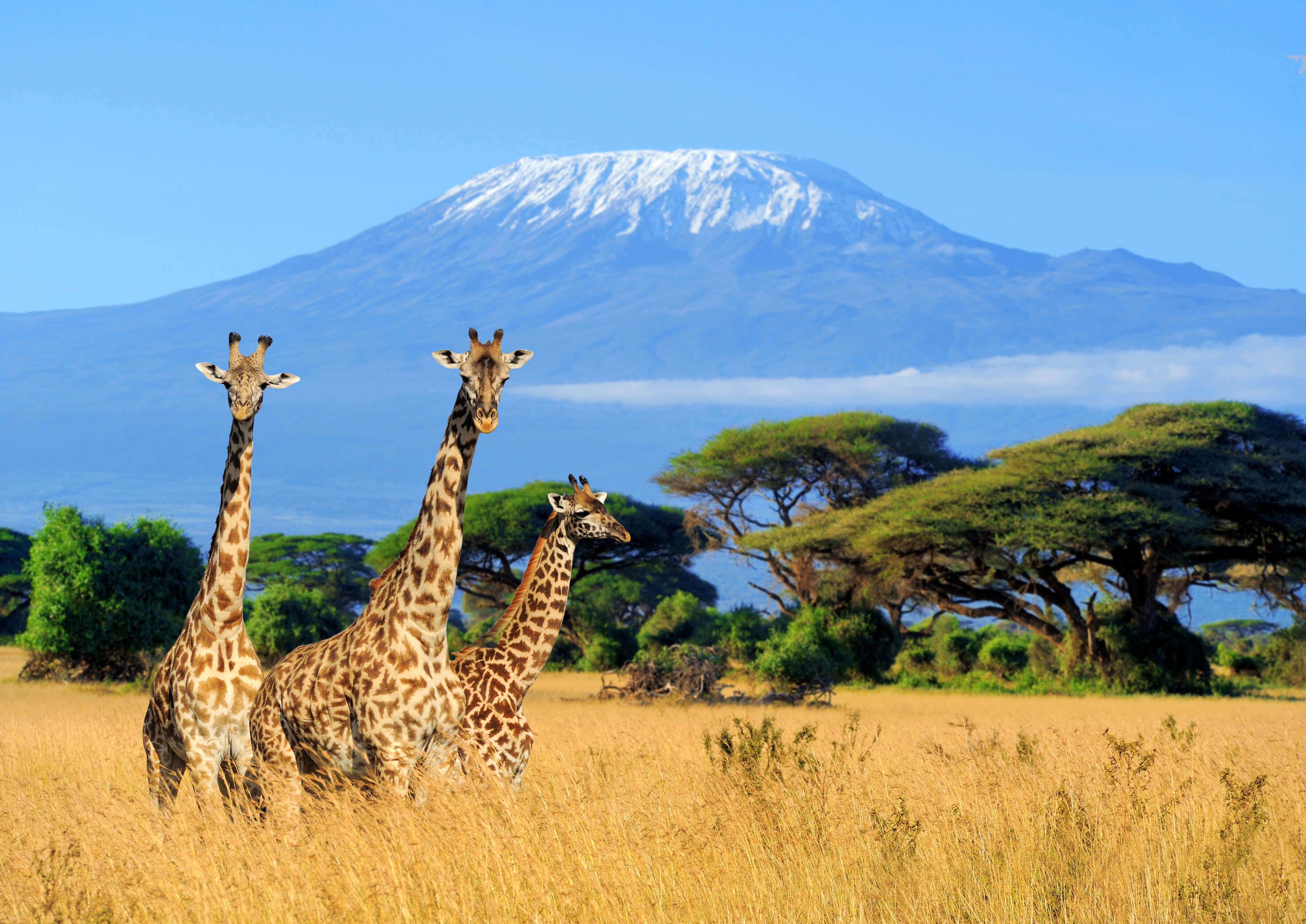 Mount Kilimanjaro Kenya