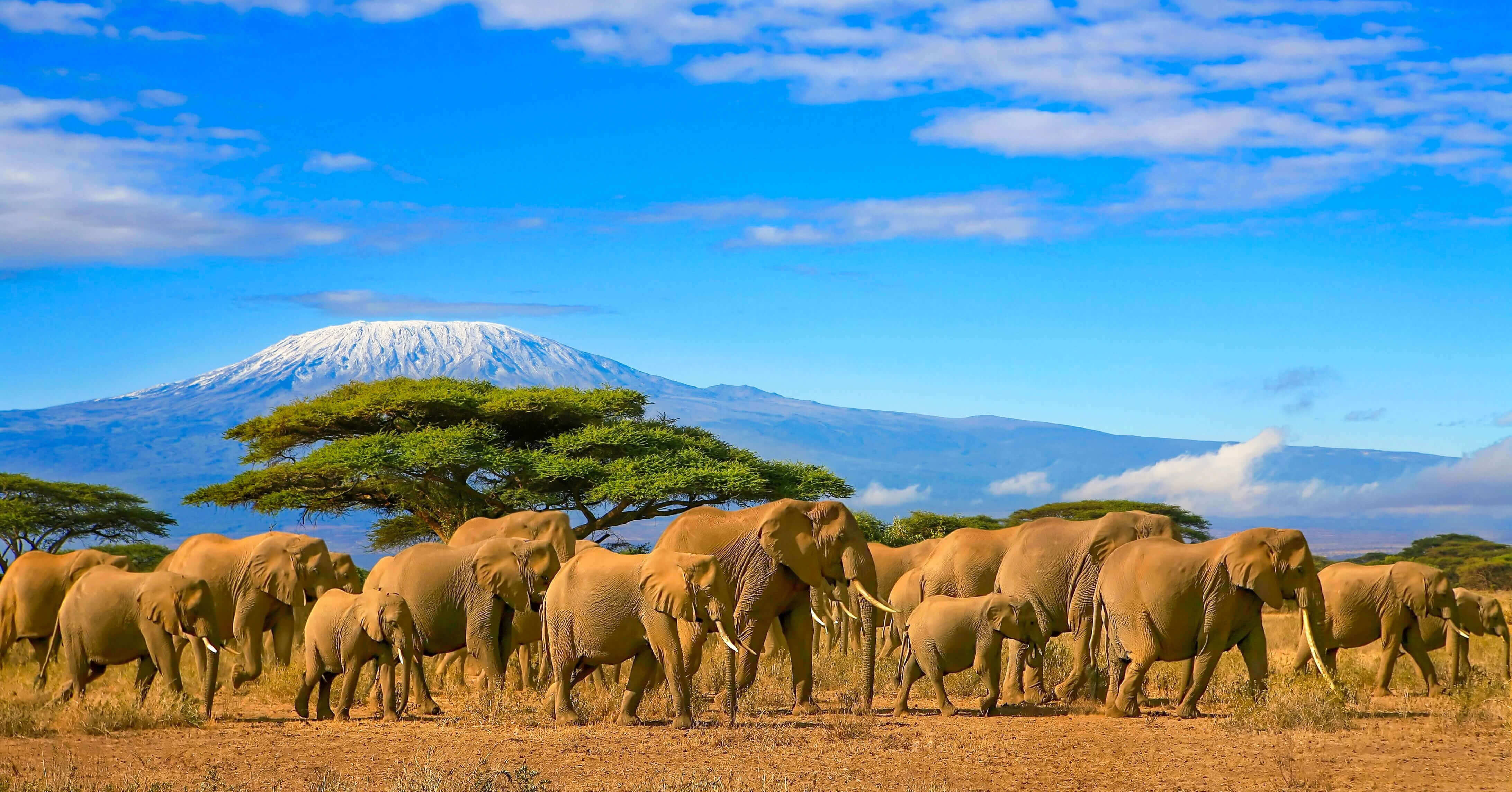 Mount Kilimanjaro Tanzania, Amboseli National Park