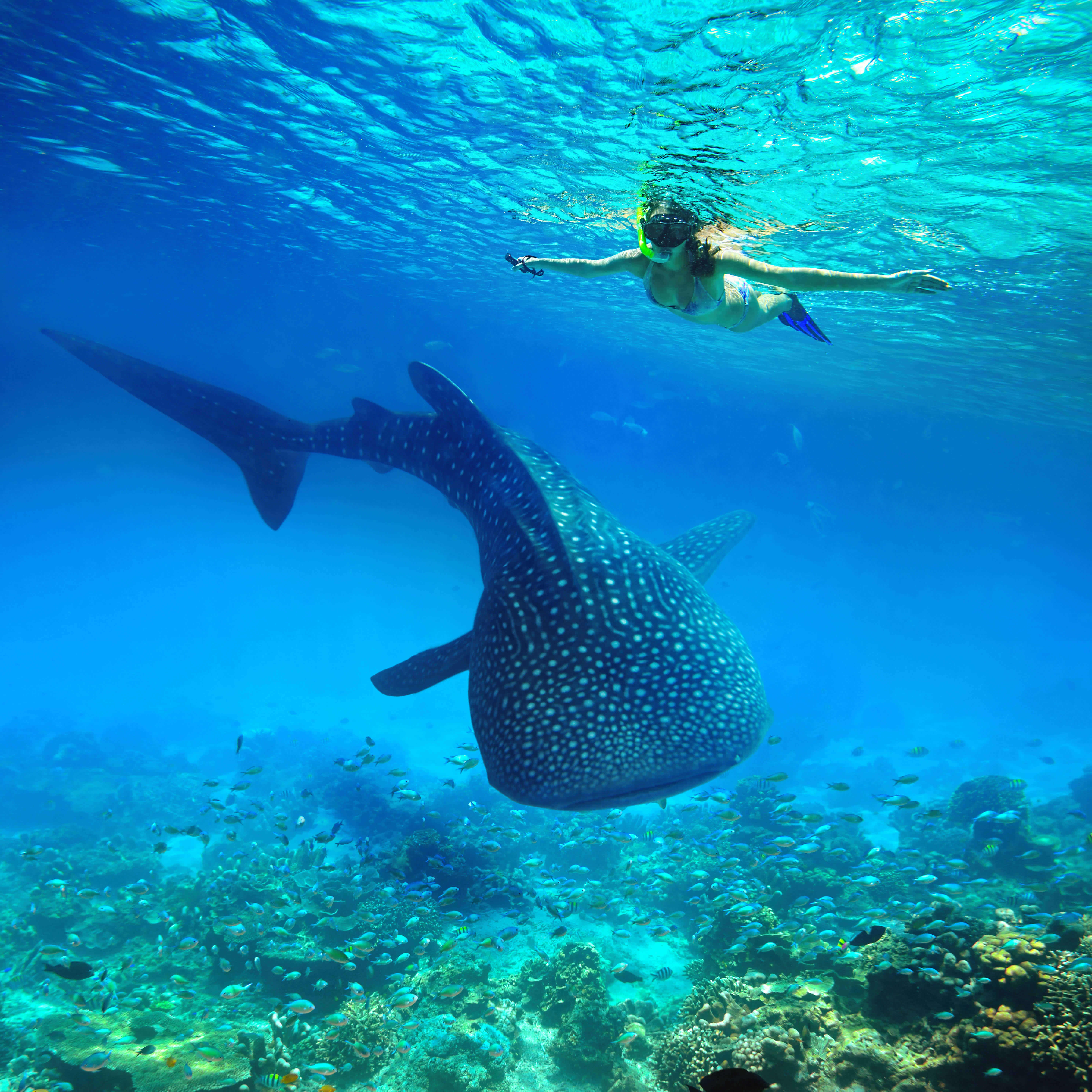 Diving in Philippines