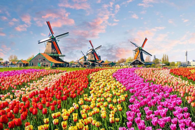 Tulips, Zaanse Schans, Netherlands