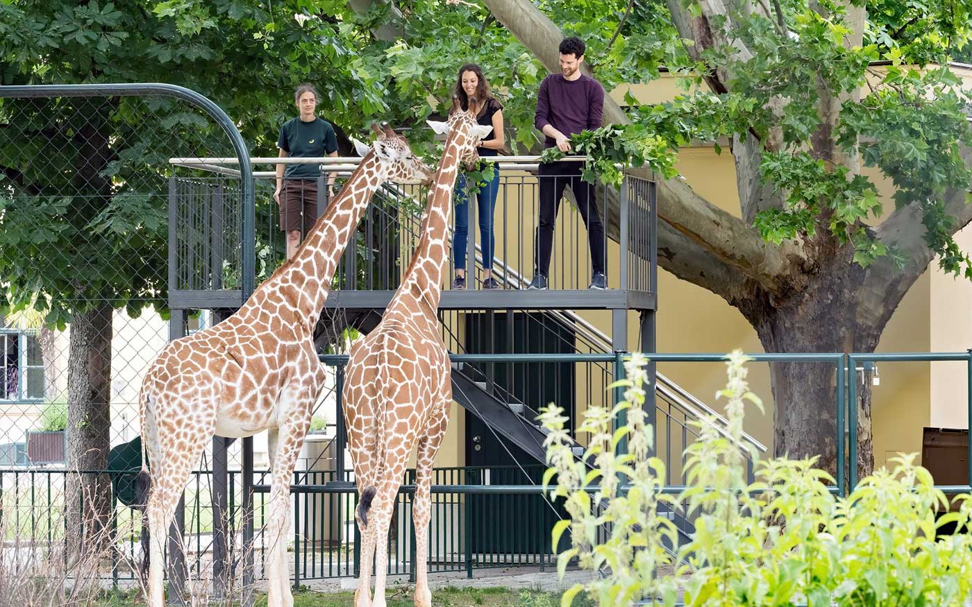 Tiergarten Schoenbrunn - Zoo Vienna