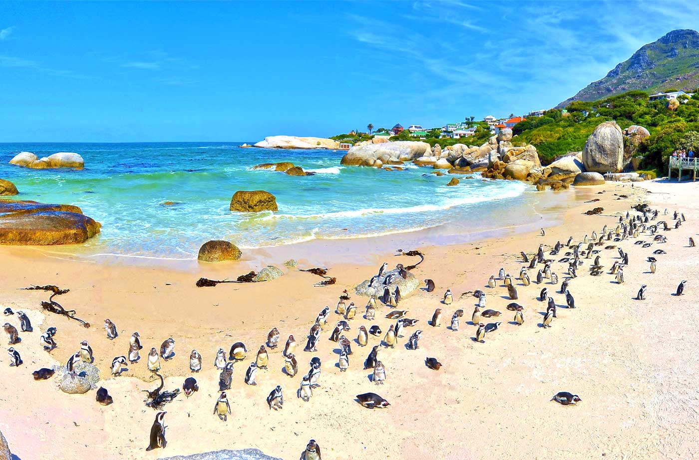 Boulders Beach Penguin Colony