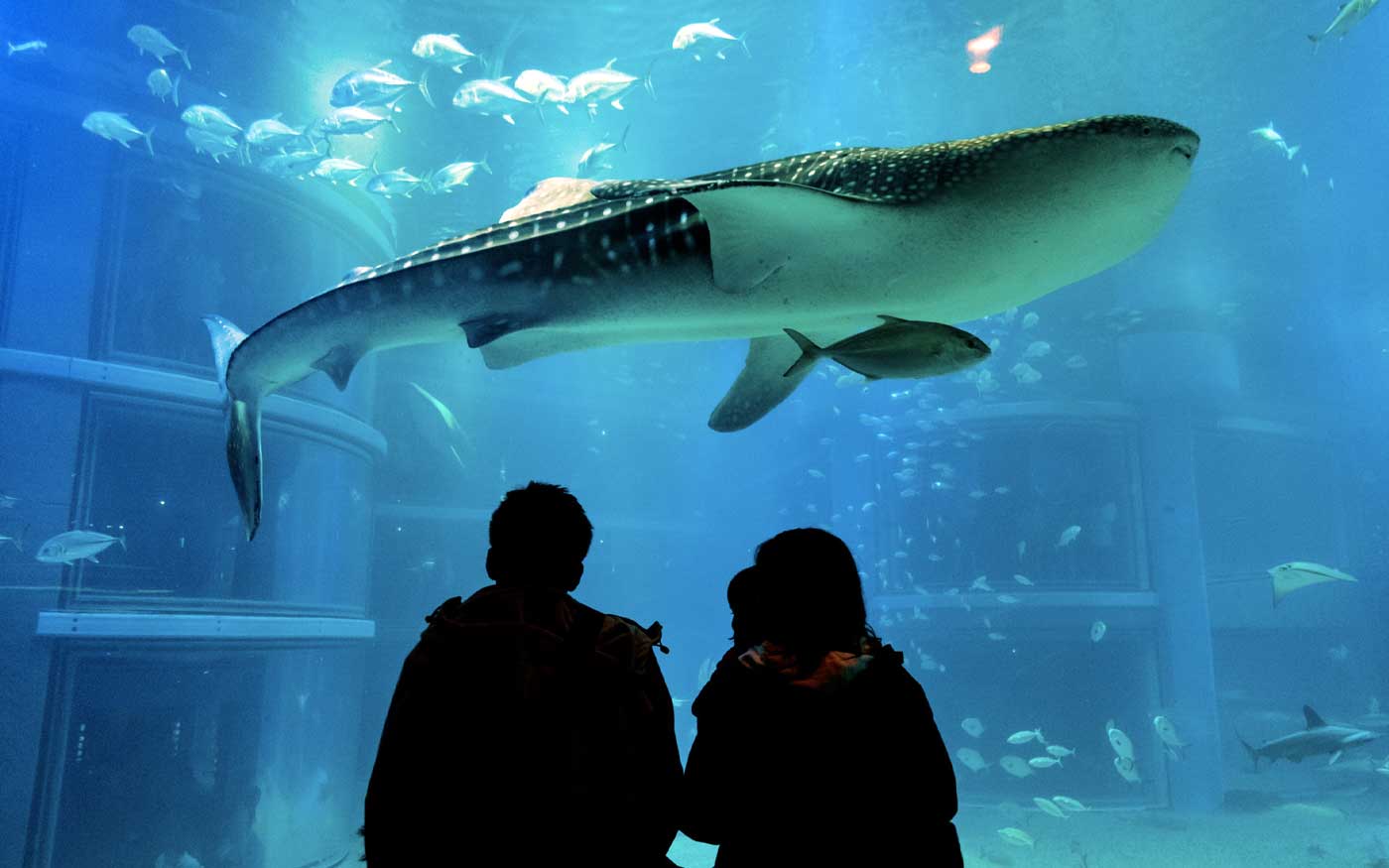 Osaka Aquarium Kaiyukan