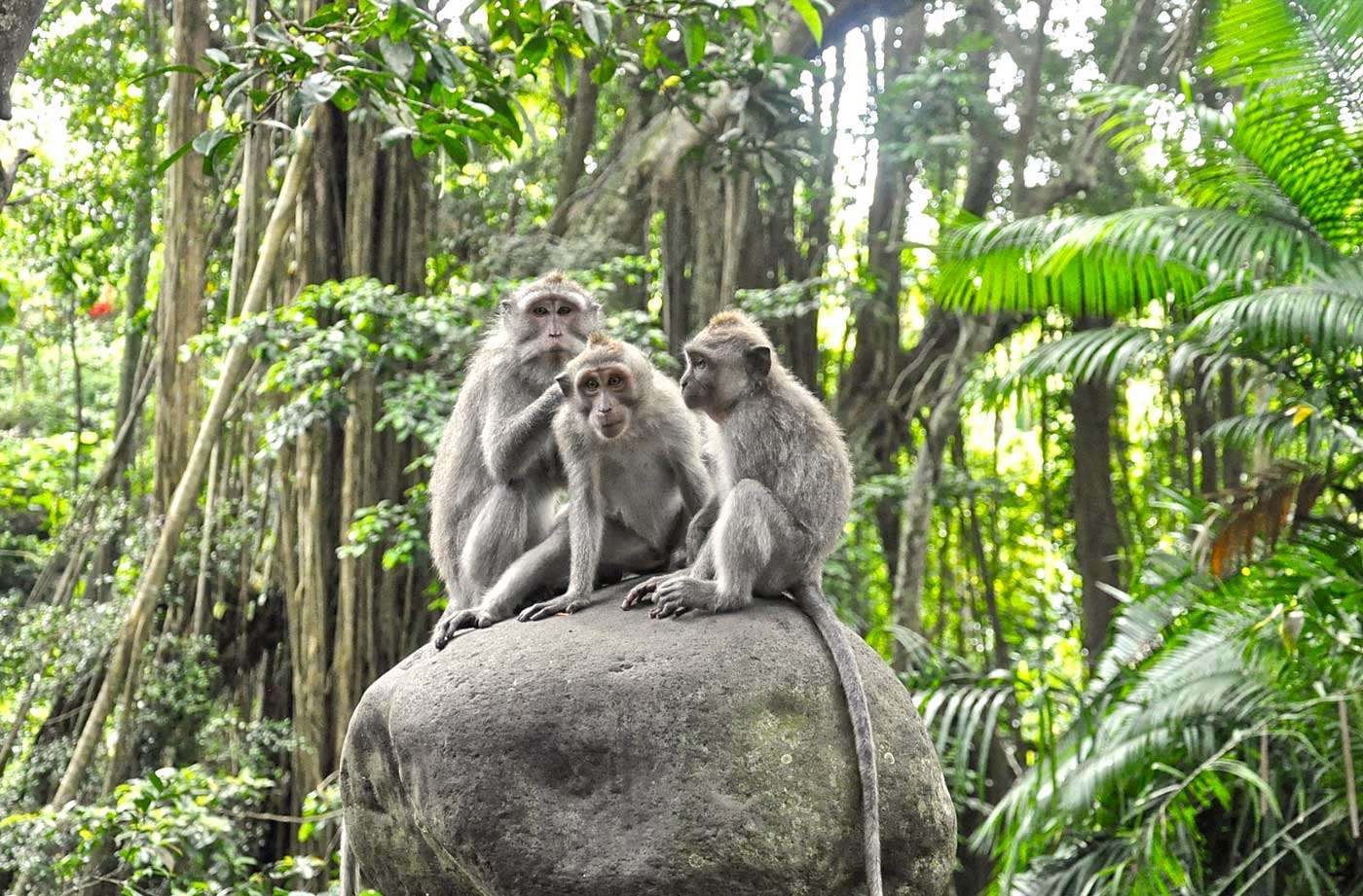 Sacred Monkey Forest Sanctuary