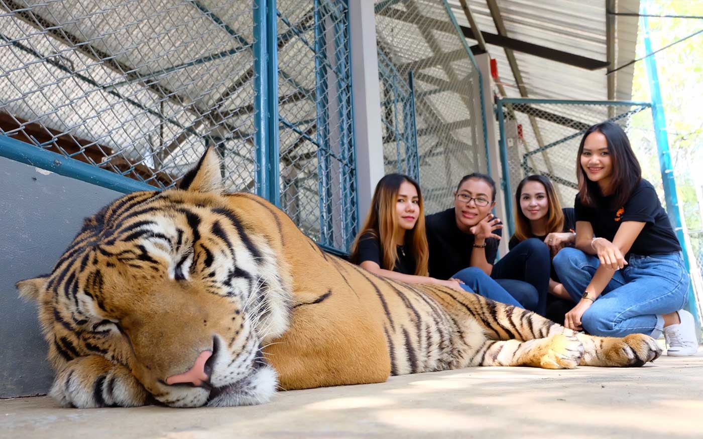 Tiger Park Pattaya