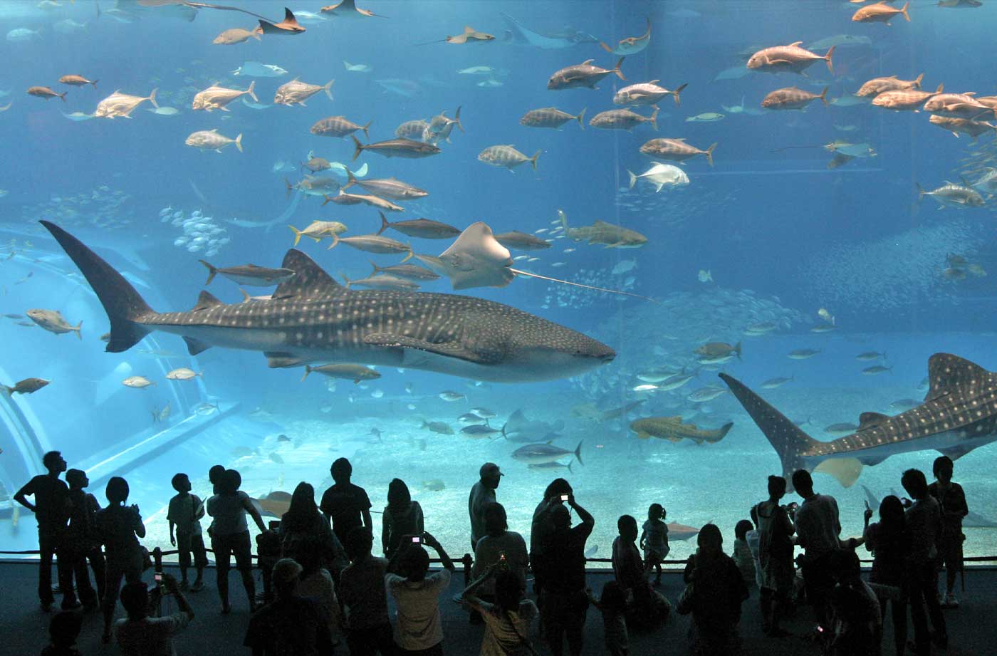 Two Oceans Aquarium