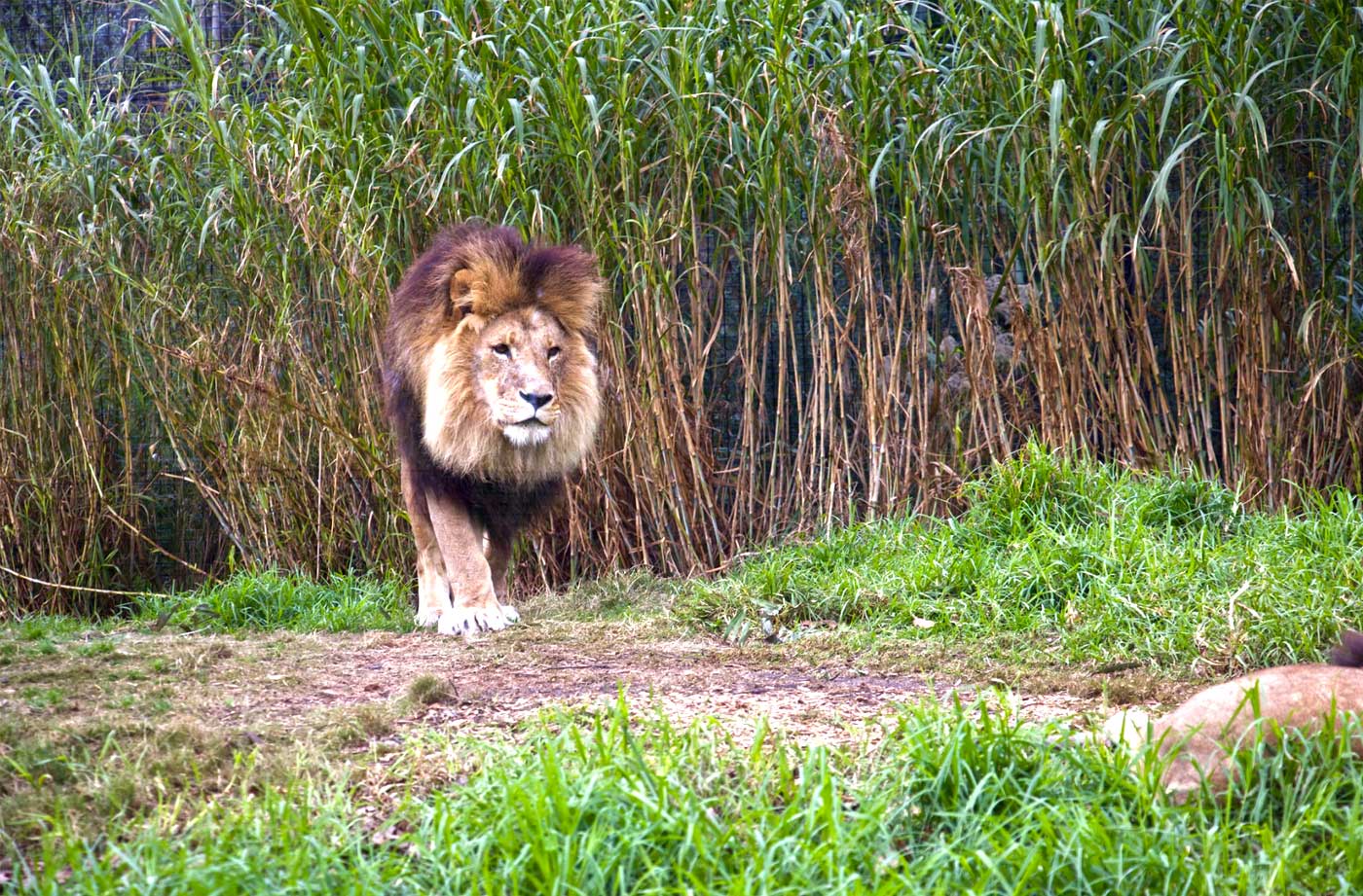 Melbourne Zoo