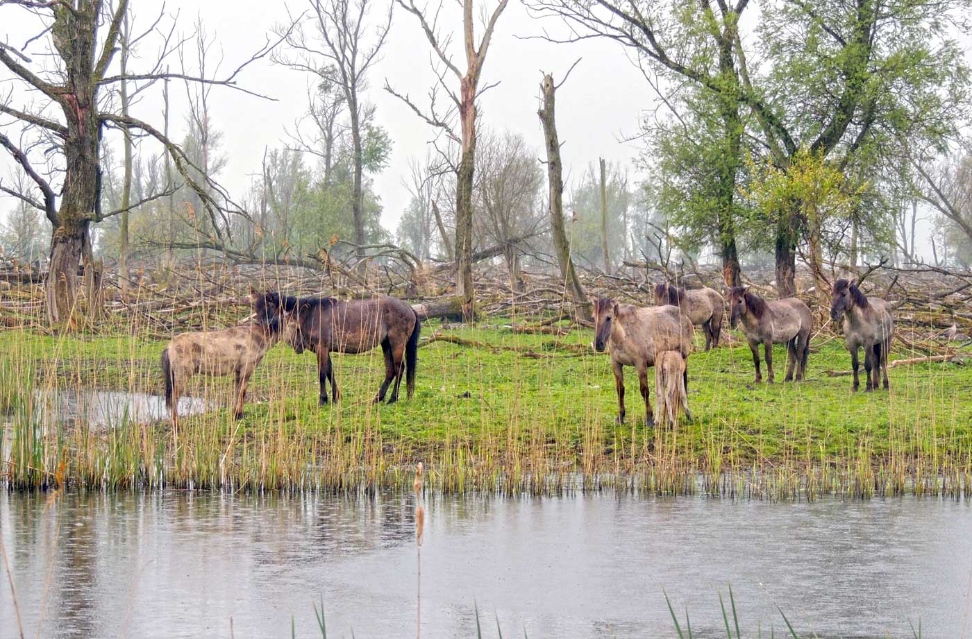 Oostvaardersplassen 