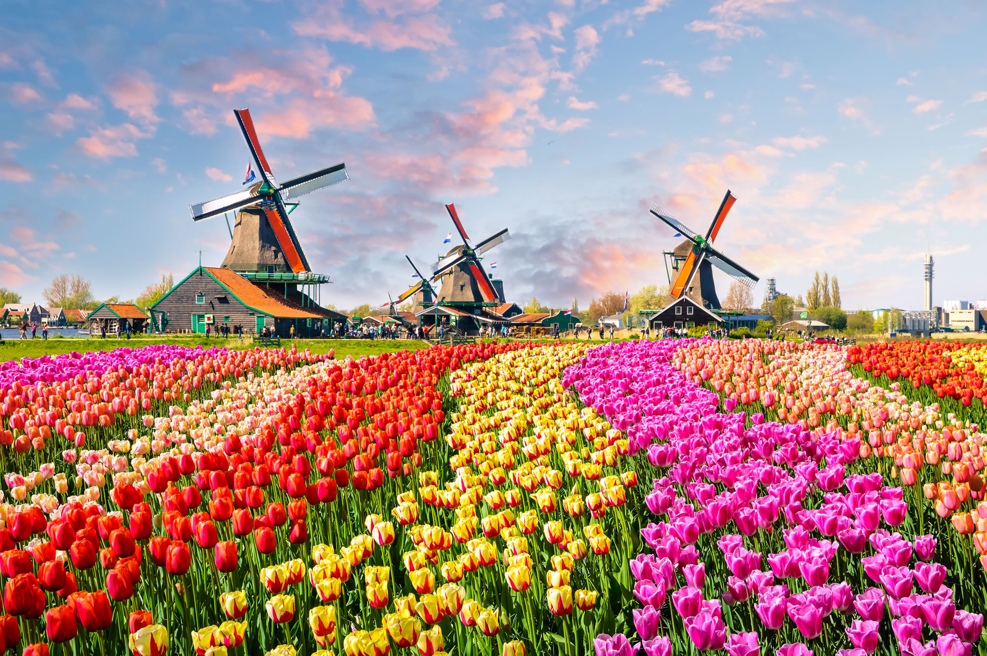 Tulips, Zaanse Schans, Netherlands