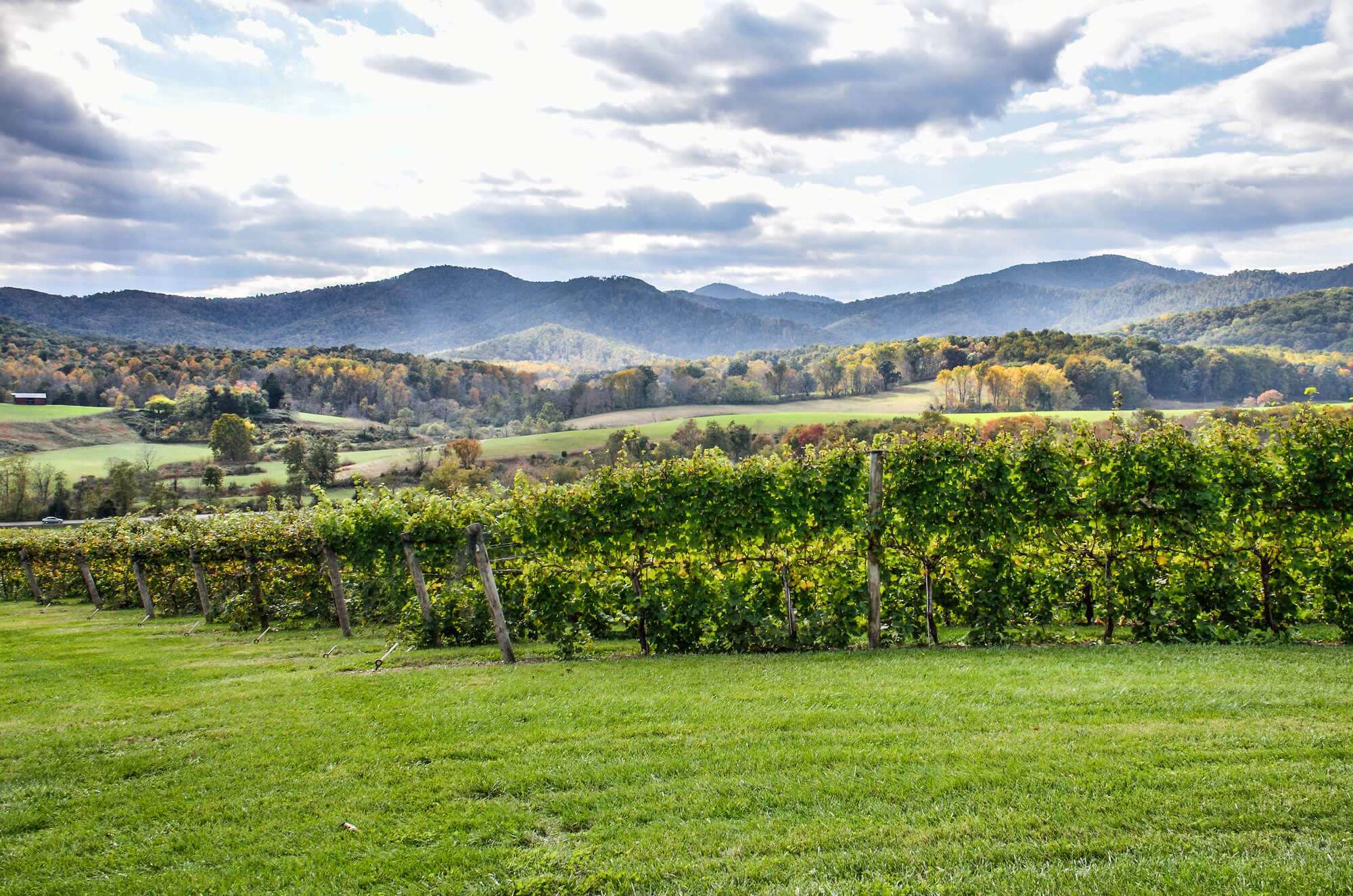 Autumn Vineyard Virginia