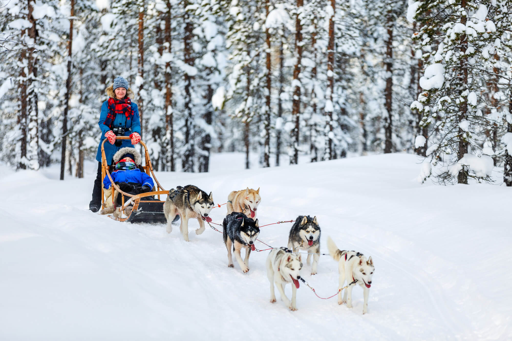 Husky Dogs in Lapland Finland